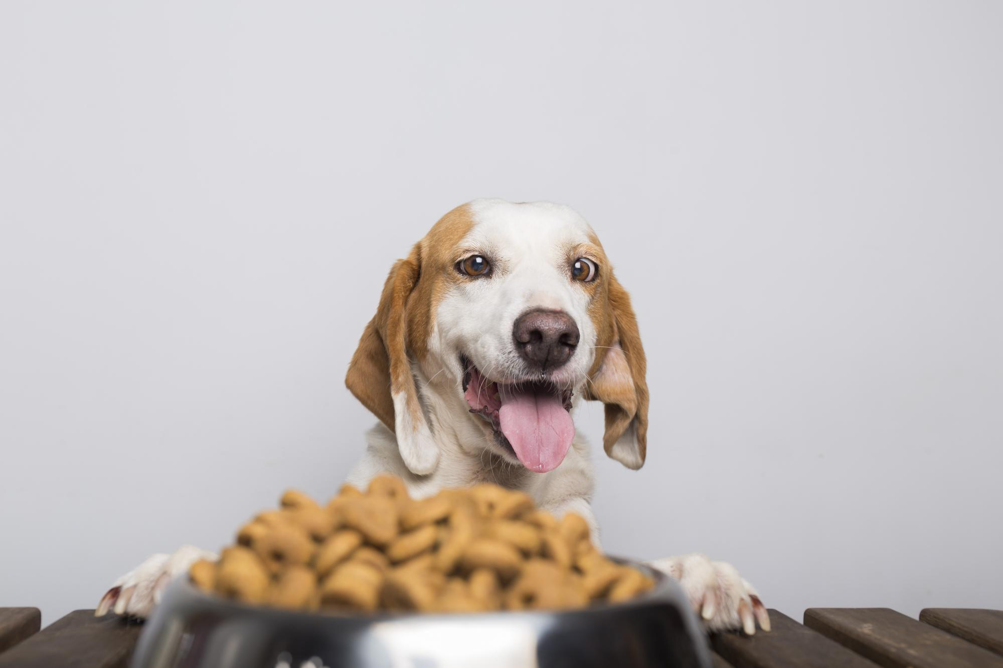 ﻿Dog Food: A Guide to Nourishing Your Canine Companion